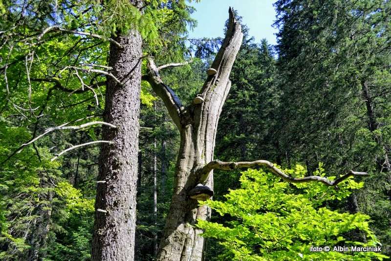 DSC_1184-HDR(1)