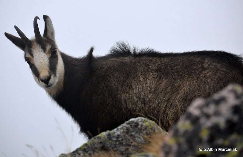 6305DSC_1119-1