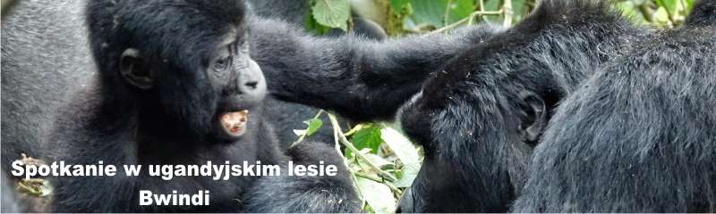 Spotkanie w ugandyjskim lesie Bwindi