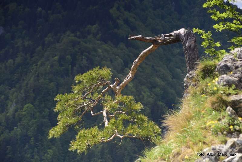 Pieniny Sokolica sosna 3