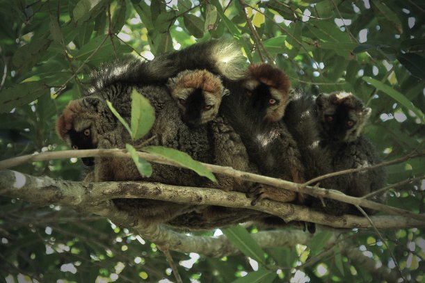 Madagaskar_Lemury.jpg