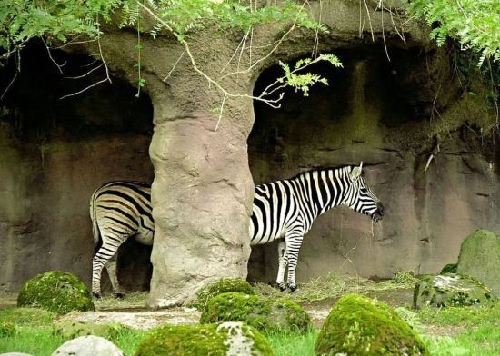 zebra_tandem.jpg