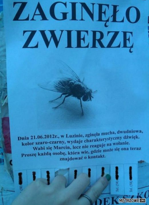 zagino.JPG