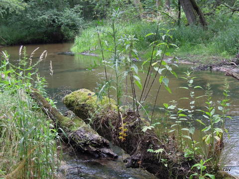 DSCN7884.JPG