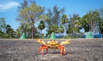 krab.jpg