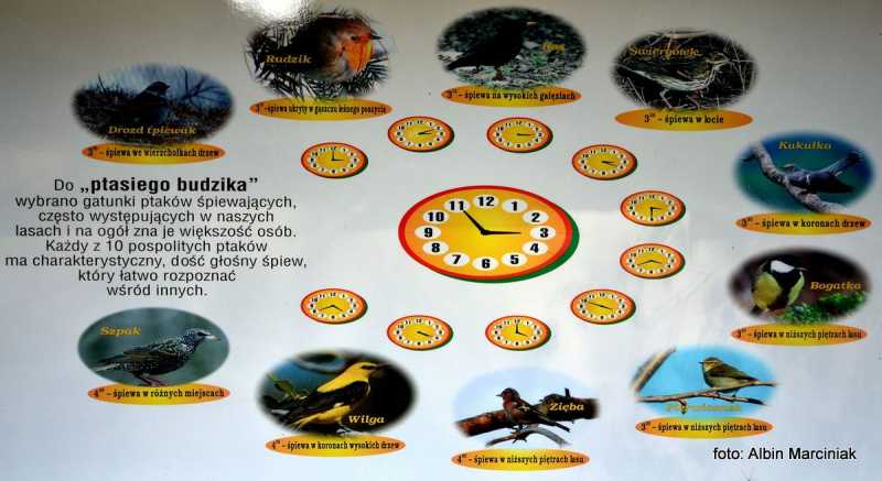 ptasibudzik.JPG