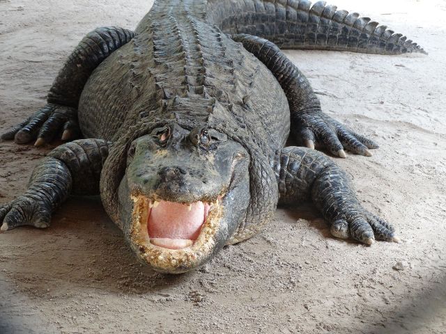 krokodyl.jpg