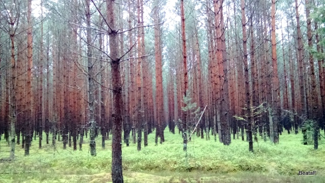 DSC_1159a.jpg