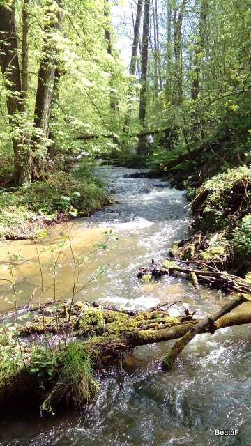 DSC_1169a.jpg