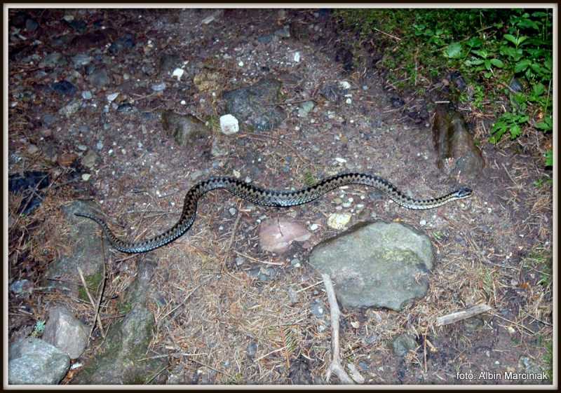 żmijawTatrachnagórskimszlaku.JPG