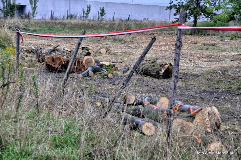 wycinkadrzewwKrakowie2.jpg