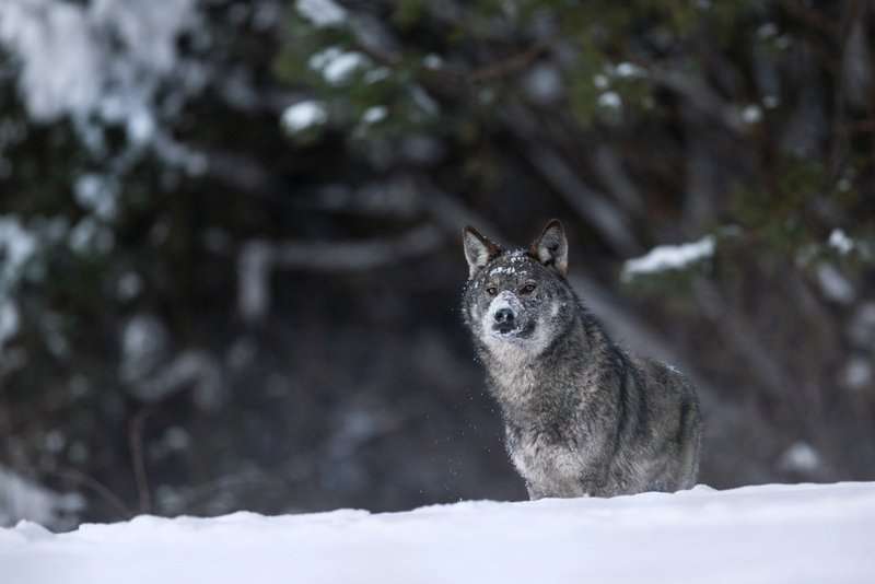 Wilk Matysiak 150117 Sek O7R3505z syg