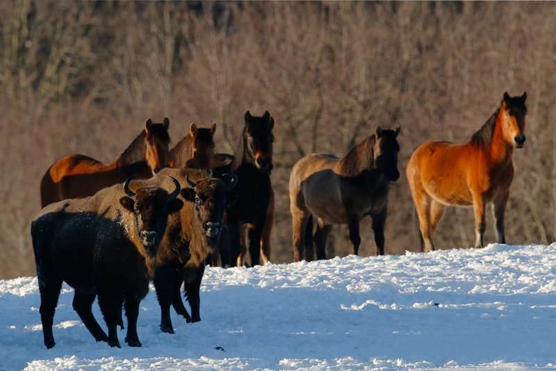 Zubry i konie JarMatysiak 150215 Polana MG 0326a syg