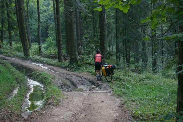 6 Błotne utrudnienia na leśnym szlaku