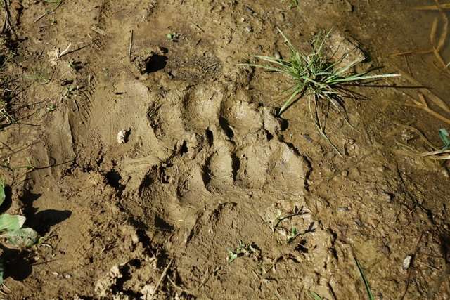 9 Tropy misia w porannym błocie