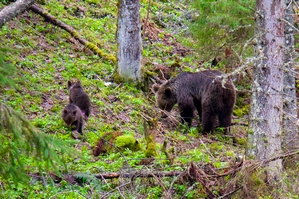 niedwiedzie_2019-06-20.jpg