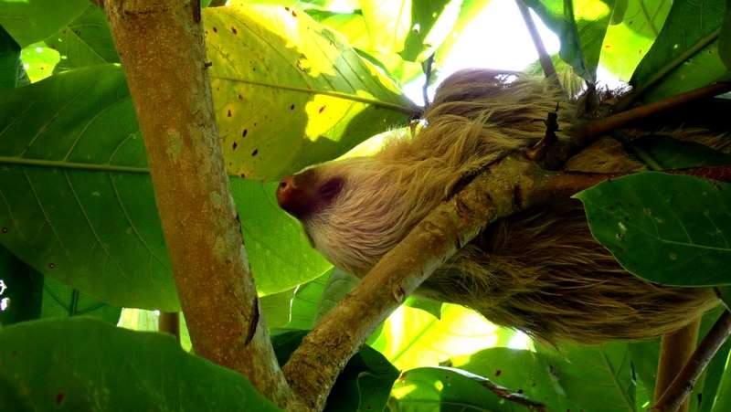 05 Kostaryka Park Narodowy Cahuita
