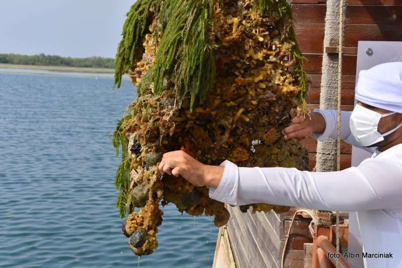 Farma Pereł w Ras al Khaimah w ZEA 14