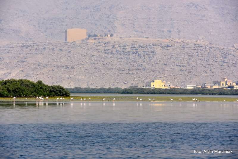 Farma Pereł w Ras al Khaimah w ZEA 2