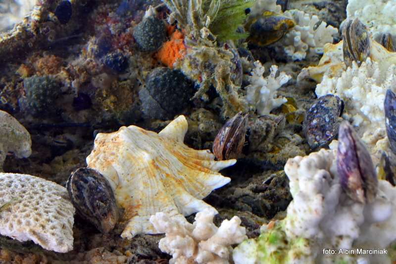 Farma Pereł w Ras al Khaimah w ZEA 4