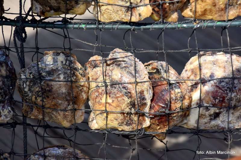 Farma Pereł w Ras al Khaimah w ZEA 8