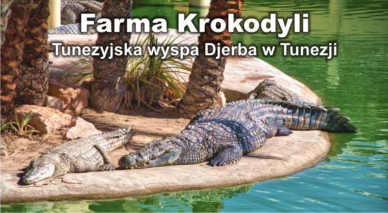 Farma Krokodyli