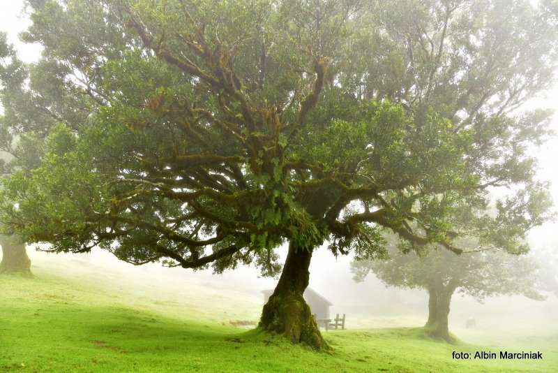 las wawrzynowy na Maderze 6