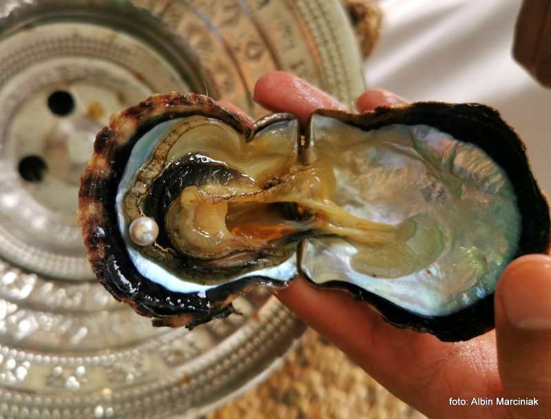 Farma Pereł w Ras al Khaimah w ZEA 24