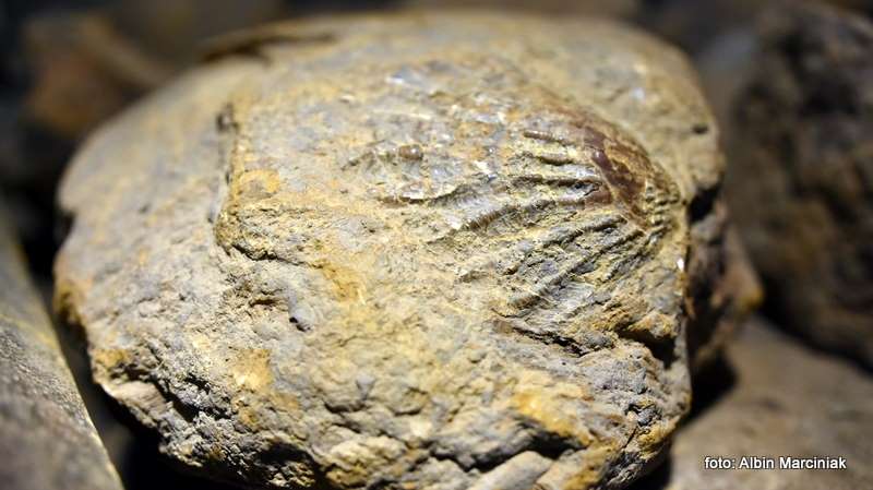 Muzeum Kopalni Rudy Zelaza 20