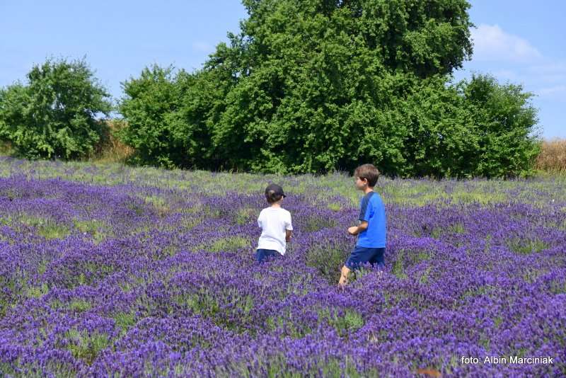 Tuczyno Lawendowa Kraina Zlotniki Kujawskie 14