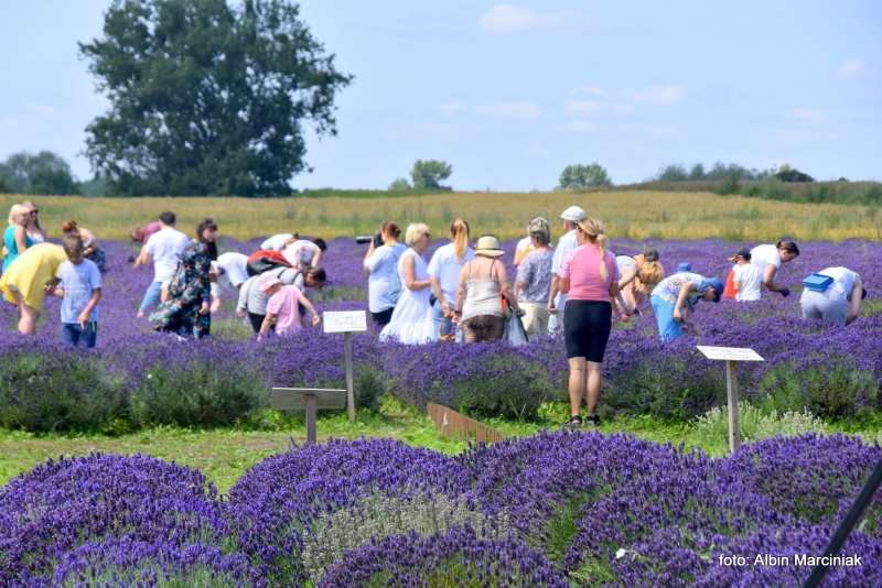 Tuczyno Lawendowa Kraina Zlotniki Kujawskie 16