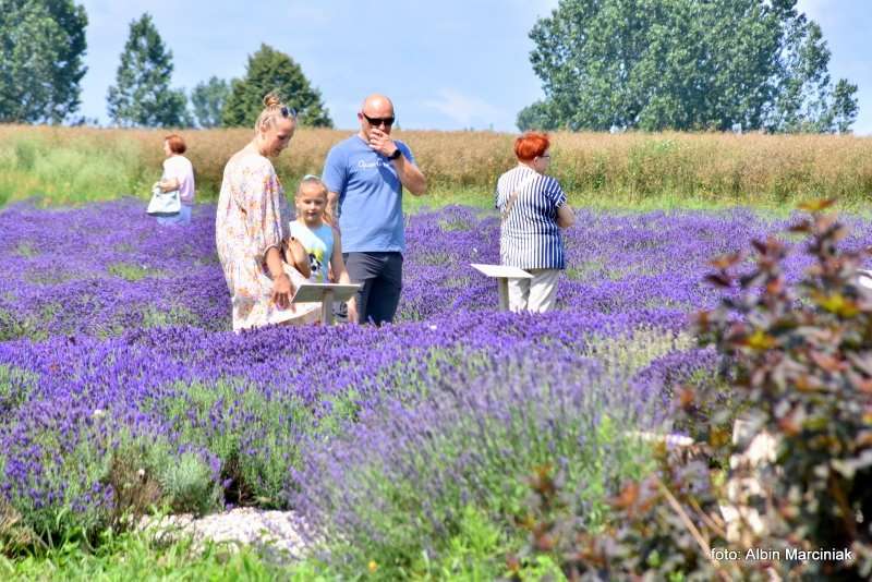 Tuczyno Lawendowa Kraina Zlotniki Kujawskie 4