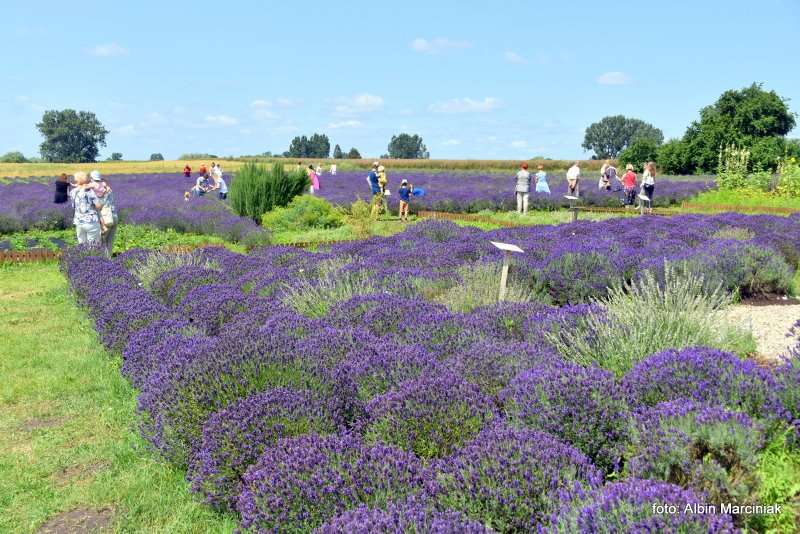 Tuczyno Lawendowa Kraina Zlotniki Kujawskie 6