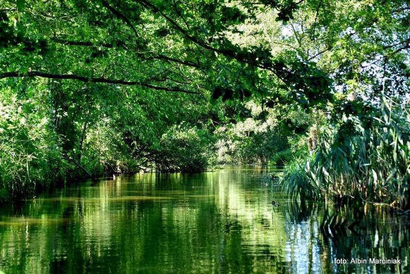 Milicz i Dolina Baryczy Stawy Milickie 10