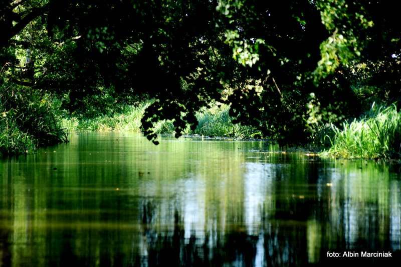 Milicz i Dolina Baryczy Stawy Milickie 11