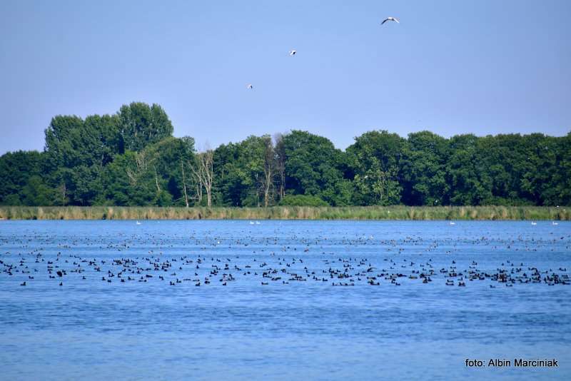 Milicz i Dolina Baryczy Stawy Milickie 17