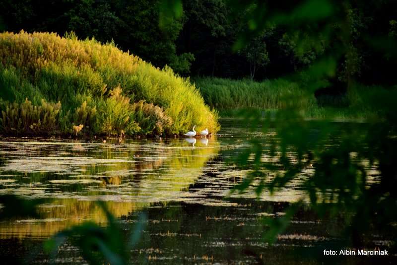 Milicz i Dolina Baryczy Stawy Milickie 24