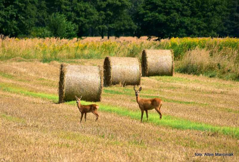 Milicz i Dolina Baryczy Stawy Milickie 27