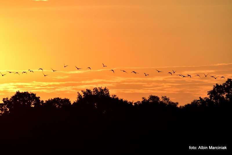 Milicz i Dolina Baryczy Stawy Milickie 23