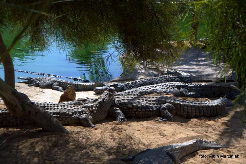  Farma Krokodyli 1
