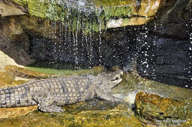  Farma Krokodyli 6