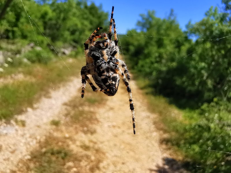 wędrówka z plecakiem - sprawdzony sposób na niedźwiedzie 